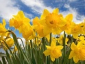 thmb-narcis-8154.jpg
