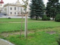 thmb-1433-1940.jpg