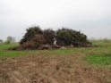 thmb-1745-2236.jpg