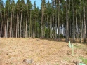 thmb-1766-2248.JPG